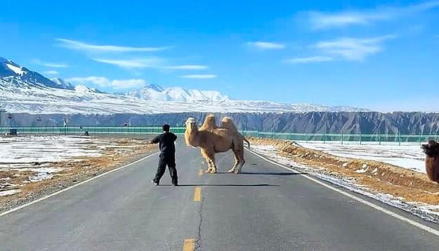 Mitten auf der Straße: Sturköpfiges Kamel legt Verkehr lahm