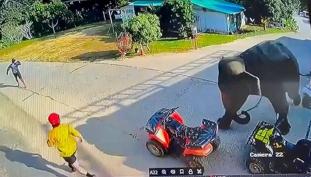 Schock im Urlaub: Entlaufener Elefant jagt Touristen auf Quads
