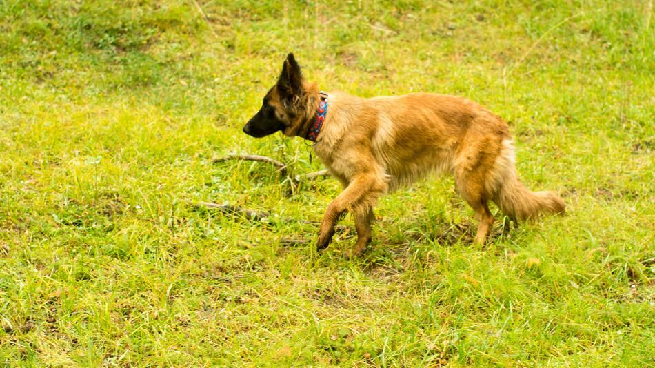 Polizist nimmt für die Dauer den Hund auf.