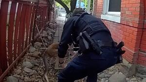 USA, Colorado: Polizei muss flinkes Känguru erneut einfangen