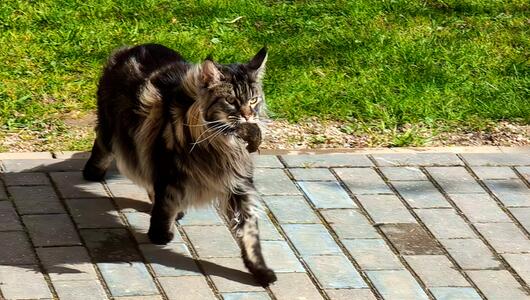 Mäuse als Geschenk? Das steckt hinter dem Verhalten der Katzen