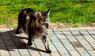 Mäuse als Geschenk? Das steckt hinter dem Verhalten der Katzen