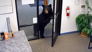 Tierische Besichtigung: Bär schaut kurz im Büro vorbei
