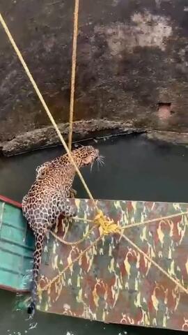 Gefährlich: Helfer retten Leopard aus Brunnen