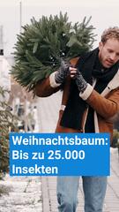 Weihnachtsbaum: Bis zu 25.000 Insekten