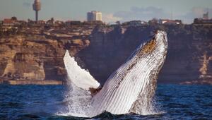 Whale Watching in Australien