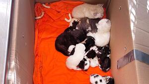 Katzenbabys im Karton