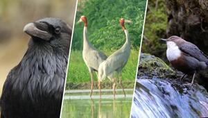 Fünf Vögel kämpfen um den Titel "Vogel des Jahres" 2027