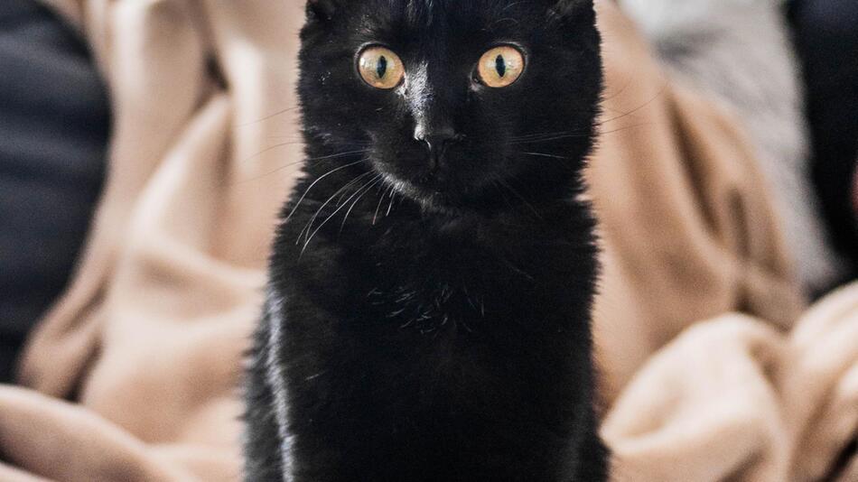Schwarze Katzen gelten oft als Unglücksbringer.