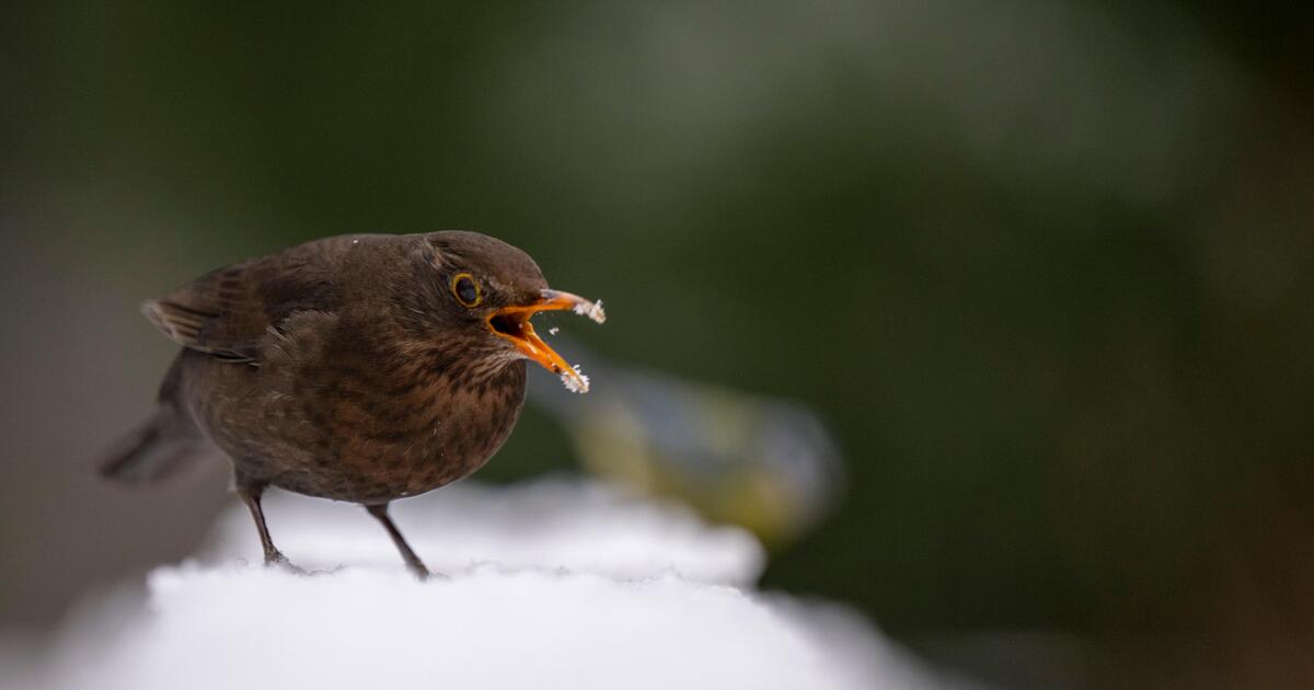 "Stunde der Wintervögel" ruft zum Vogelzählen auf WEB.DE