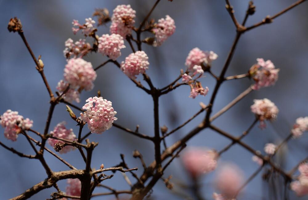 Duftender Schneeball (Viburnum Farreri)