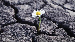 Blume sprießt durch Steinboden