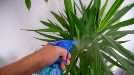 Yucca-Palme optimal pflegen  so gedeiht die Riesen-Palmlilie | WEB.DE