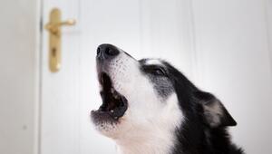 Hund allein zu Hause
