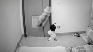 Perfektes Teamwork: Katze als Türöffner – Baby gelingt der Ausbruch