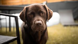 Labrador Retriever ist eine beliebte Hunderasse.