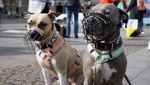 Kampfhunde mit Maulkörben