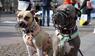 Kampfhunde mit Maulkörben