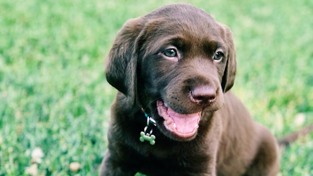 Der aelteste Labrador wurde fast 30 Jahre alt.