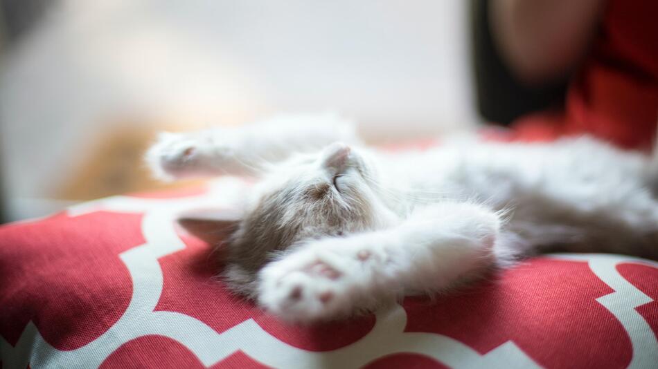 Kitten wirken oft wegen ihrer Aktionen verrückt.