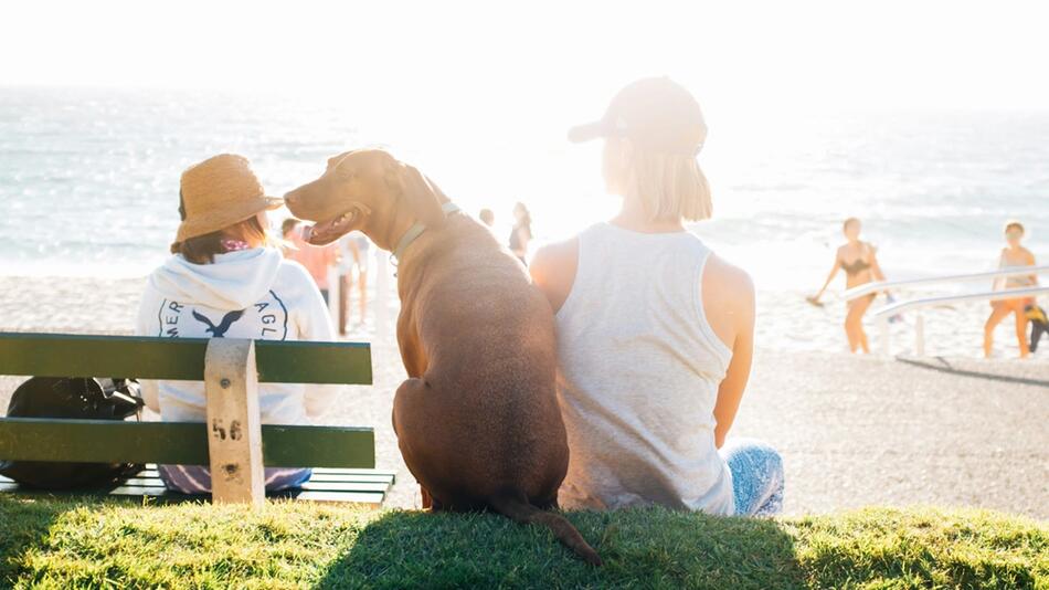 Können Hunde Deine Verwandten am Geruch erkennen?