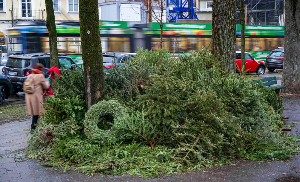 Illegal entsorgte Christbäume am Strassenrand