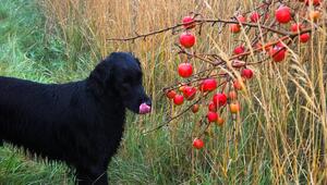 Hund, Äpfel, Apfel