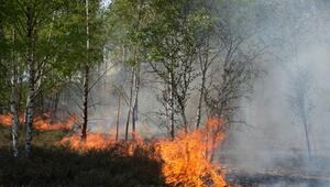 Waldbrand auf munitionsbelastetem Gelände bei Jüterbog