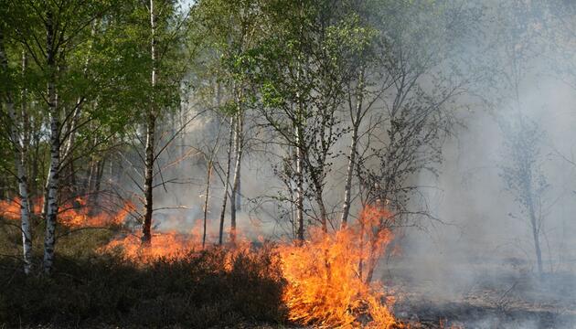 Waldbrand auf munitionsbelastetem Gelände bei Jüterbog