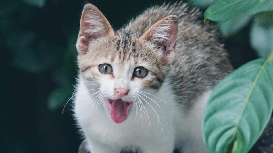 Wissenschaftler forschen, ob Katzen uns verstehen.