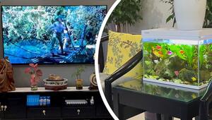 Unterwasser-Publikum: Fische schauen konzentriert Kinofilm im Wohnzimmer