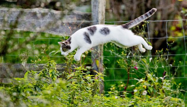 Katze im Garten