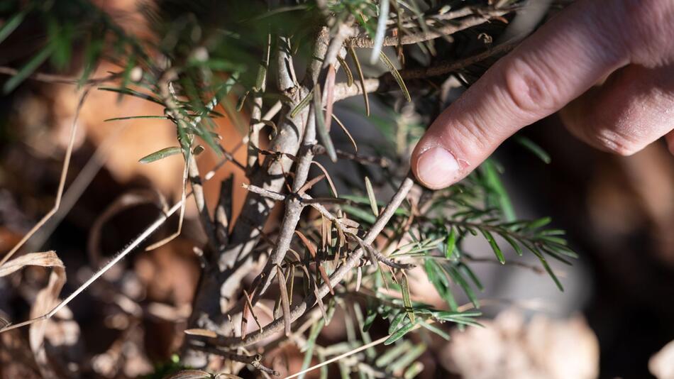 Baum mit Wildverbiss