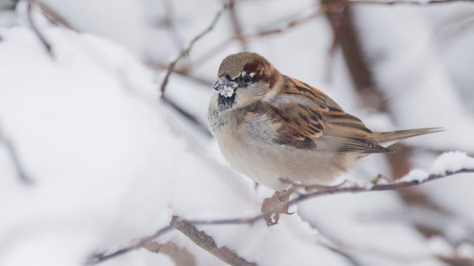 Ein Haussperling sitzt auf einem verschneiten Busch.