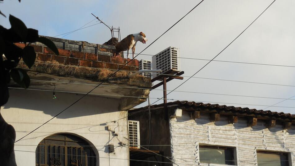 Frau sperrte ihren Hund auf der Dachterrasse aus.