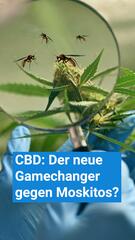 CBD: Der neue Gamechanger gegen Moskitos?