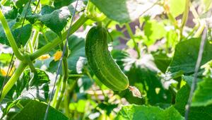 Gurke, Garten