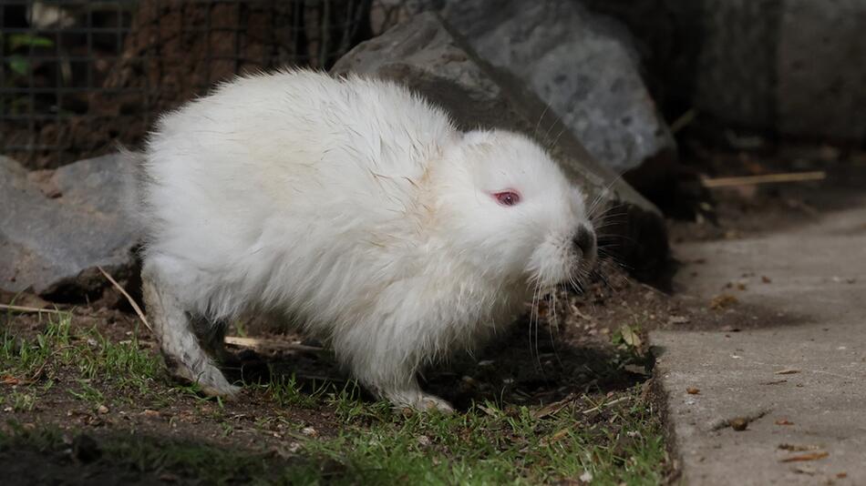 Hase Rüdiger hat keine Ohren.