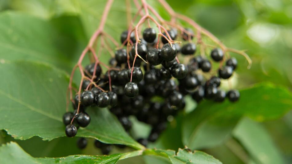 Schwarze Holunderbeeren