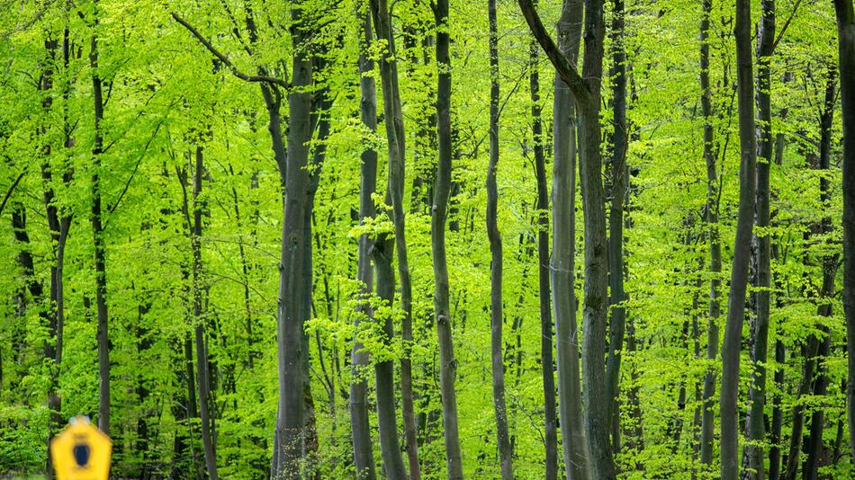 Buchenwald im Frühling