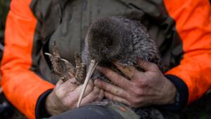 Seltener Kiwi-Vogel in Neuseeland entdeckt