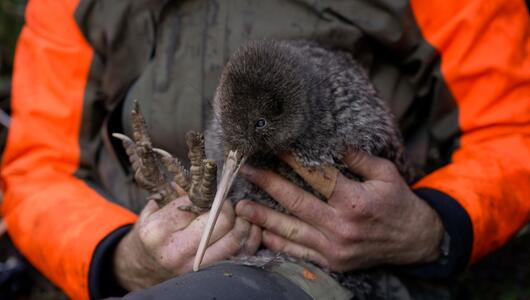 Seltener Kiwi-Vogel in Neuseeland entdeckt