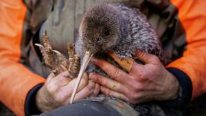 Seltener Kiwi-Vogel in Neuseeland entdeckt