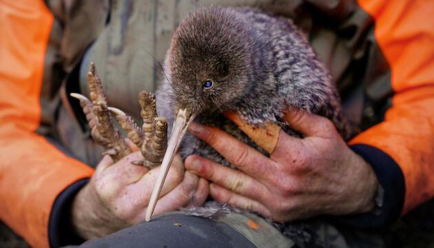 Seltener Kiwi-Vogel in Neuseeland entdeckt
