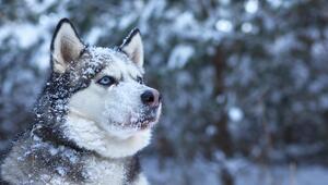 Theoretisch kann jeder Hund eine Schneenase entwickeln.