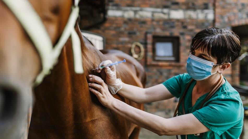 Zu teuer – meiden Pferdehalter den Tierarzt?