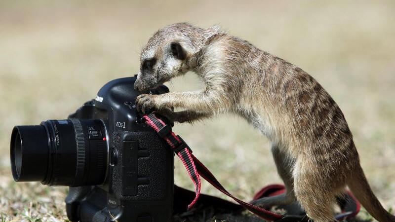 Erdmännchen am Drücker