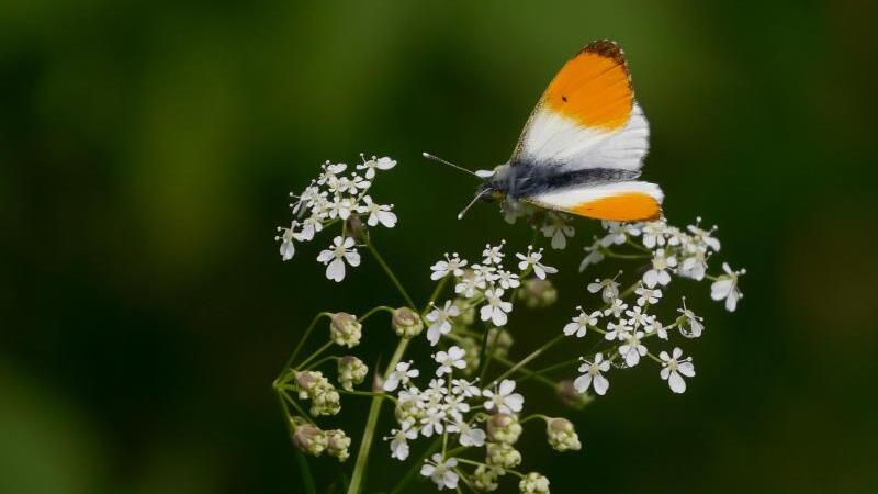 Fotos von Blüten