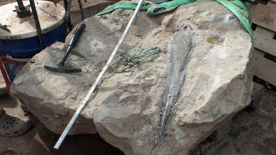 Dino-Kiefer in Steinbruch entdeckt