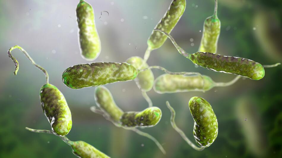 Cholera ist eine schwere bakterielle Infektionskrankheit (3-D-Illustration).